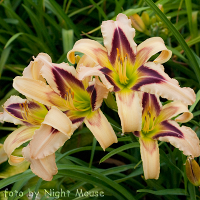 Hemerocallis So Many Stars