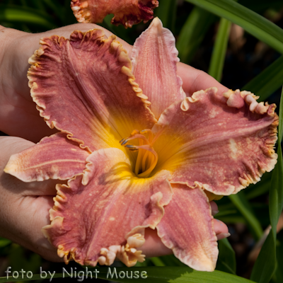 Hemerocallis Spacecoast Royal Ransom