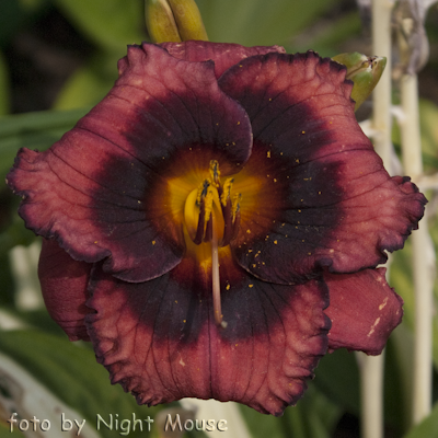 Hemerocallis Spacecoast Technical Knockout