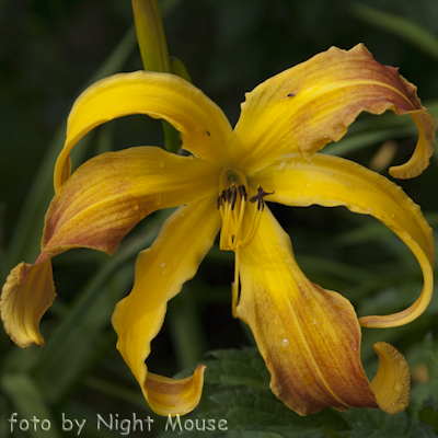 Hemerocallis Spindazzle