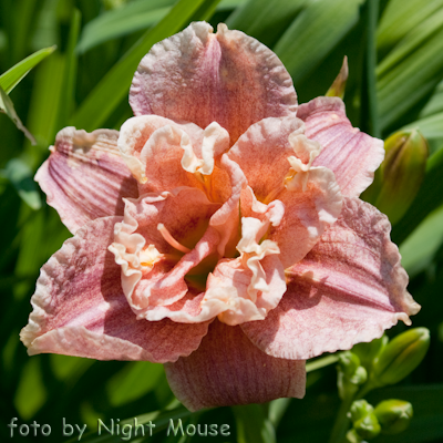 Hemerocallis Spotted Fever