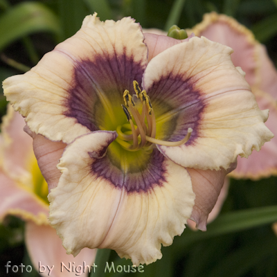 Hemerocallis Static