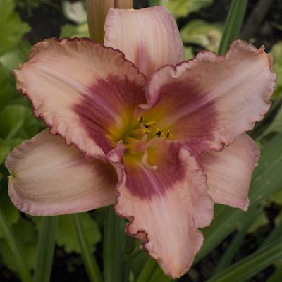 Hemerocallis Strawberry Fields Forever