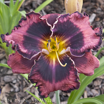 Hemerocallis The Band Played On