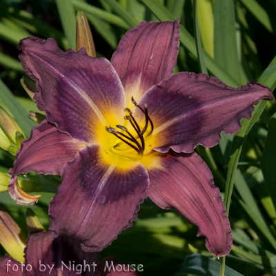 Hemerocallis Trahlyta