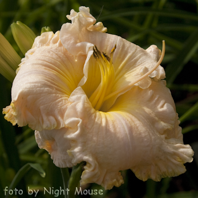 Hemerocallis Victorian Lace