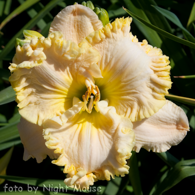 Hemerocallis Wonder of it All