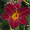 Hemerocallis Angel Fire