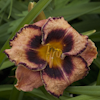 Hemerocallis Awesome Blossom