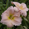 Hemerocallis Barbara Mitchel