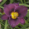 Hemerocallis Belle Isle Sentry