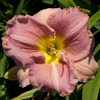 Hemerocallis Big Blue