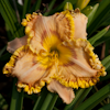 Hemerocallis Bound for Glory