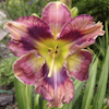 Hemerocallis Butterfly Cove