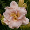 Hemerocallis Cameo Luster