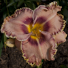 Hemerocallis Carol Todd