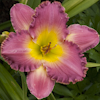 Hemerocallis Chance Encounter