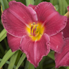 Hemerocallis Charles Johnston