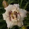 Hemerocallis Darya