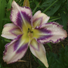 Hemerocallis Destined To See