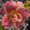 Hemerocallis Dorothy and Toto