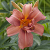 Hemerocallis Double Passion