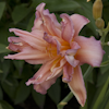 Hemerocallis Double Pompon