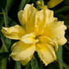 Hemerocallis Double Riverwye