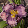 Hemerocallis Dual Treasures