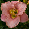 Hemerocallis Elegant Candy