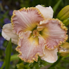 Hemerocallis Enchanted April