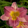 Hemerocallis Final Touch