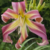 Hemerocallis Flamingo Flambeau