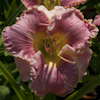 Hemerocallis Florida Snow Angel