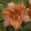 Hemerocallis Forsyth Wrinkles And Crinkles