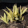 Hemerocallis Golden Zebra