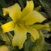 Hemerocallis Green Dragon