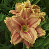 Hemerocallis Happy Hooligan