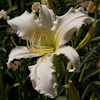 Hemerocallis Heavenly Angel Ice