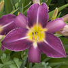 Hemerocallis Imperial Splendor