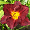 Hemerocallis Jovial