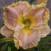 Hemerocallis Judy Farquhar