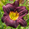 Hemerocallis Killer