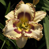 Hemerocallis Lady Betty Fretz