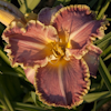 Hemerocallis Light Years Away