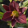 Hemerocallis Little Business