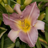 Hemerocallis Maharanee`s Veil