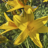 Hemerocallis middendorffii