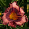 Hemerocallis Mississippi Memento