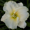 Hemerocallis Moonlight Caress